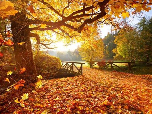 Autumn bridge